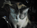 a gif that changes between three different photos of cats.
